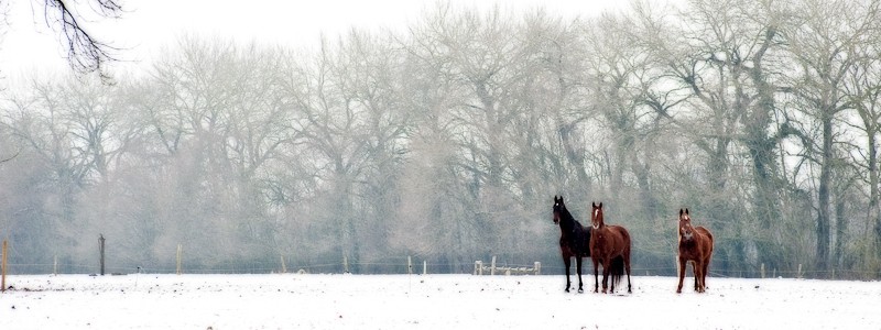 des chevaux dans la neige