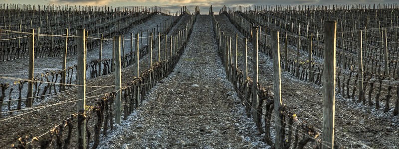 vignes à narbonne